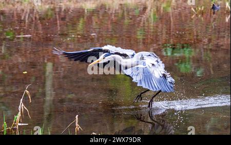 Dundee, Tayside, Scozia, Regno Unito. 28 marzo 2024. Meteo nel Regno Unito: Vento blustery e mattina di primavera molto fredda che espone incredibili fotografie di un airone grigio a Dundee Caird Park in cerca di cibo durante la stagione dell'accoppiamento con le rane. Crediti: Dundee Photographics/Alamy Live News Foto Stock