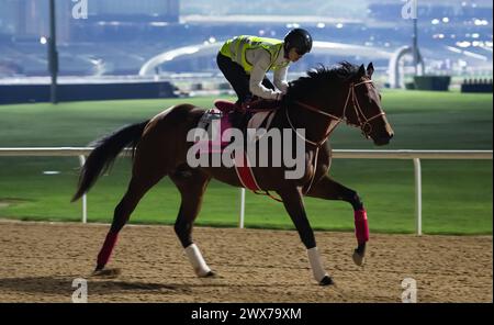 Meydan Racecourse, Dubai, Emirati Arabi Uniti, giovedì 28 marzo 2024; UAE Derby Contender Forever Young esamina la scena dopo aver preso parte al tracciato dell'Ippodromo di Meydan, in vista della riunione della Coppa del mondo di Dubai, sabato 30 marzo 2024. Crediti JTW equine Images / Alamy Live News Foto Stock