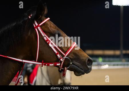 Meydan Racecourse, Dubai, Emirati Arabi Uniti, giovedì 28 marzo 2024; UAE Derby Contender Forever Young esamina la scena dopo aver preso parte al tracciato dell'Ippodromo di Meydan, in vista della riunione della Coppa del mondo di Dubai, sabato 30 marzo 2024. Crediti JTW equine Images / Alamy Live News Foto Stock