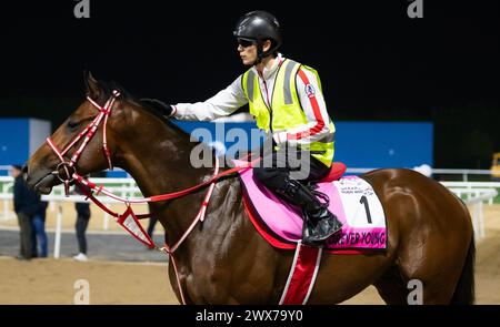 Meydan Racecourse, Dubai, Emirati Arabi Uniti, giovedì 28 marzo 2024; UAE Derby Contender Forever Young esamina la scena dopo aver preso parte al tracciato dell'Ippodromo di Meydan, in vista della riunione della Coppa del mondo di Dubai, sabato 30 marzo 2024. Crediti JTW equine Images / Alamy Live News Foto Stock