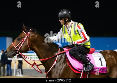 Meydan Racecourse, Dubai, Emirati Arabi Uniti, giovedì 28 marzo 2024; UAE Derby Contender Forever Young esamina la scena dopo aver preso parte al tracciato dell'Ippodromo di Meydan, in vista della riunione della Coppa del mondo di Dubai, sabato 30 marzo 2024. Crediti JTW equine Images / Alamy Live News Foto Stock