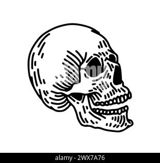 Cranio umano vettoriale con mandibola inferiore in stile incisione vintage. Isolamento delle illustrazioni in stile retrò disegnate a mano su sfondo bianco. Illustrazione Vettoriale