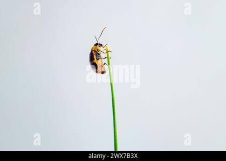 GOIANIA GOIAS BRASILE - MARZO 27 2024: Un piccolo scarabeo arroccato su una foglia di erba cipollina. Cerotoma ruficollis Foto Stock