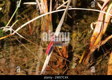 Dragonfly a goccia di vena rossa (Trithemis arteriosa) seduto al sole (Guimar, Tenerife, Isole Canarie, Spagna) Foto Stock