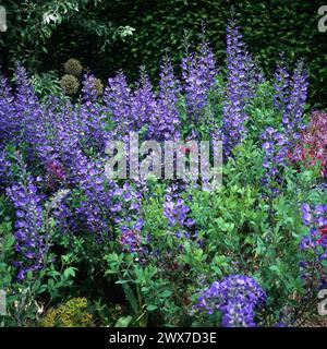 Blue Baptisia australis "Exalta" / falsi fiori di indaco che crescono al confine con il giardino inglese, Inghilterra, Regno Unito Foto Stock