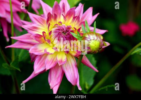 Singolo grande giardino rosa Dahlia "Coral Jupiter" (semi-cactus gigante) Flowerhead coltivato presso RHS Garden Harlow Carr, Harrogate, Yorkshire, Inghilterra, Regno Unito. Foto Stock