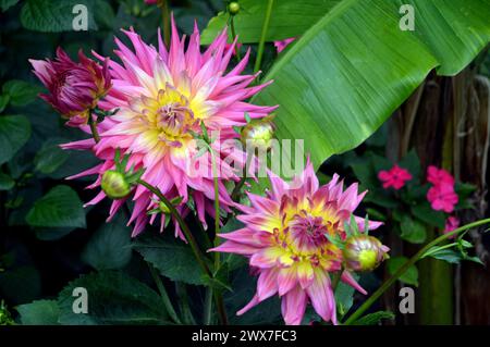 Coppia di Dahlia "Coral Jupiter" (semi-cactus gigante) Flowerhead coltivata presso RHS Garden Harlow Carr, Harrogate, Yorkshire, Inghilterra, Regno Unito. Foto Stock