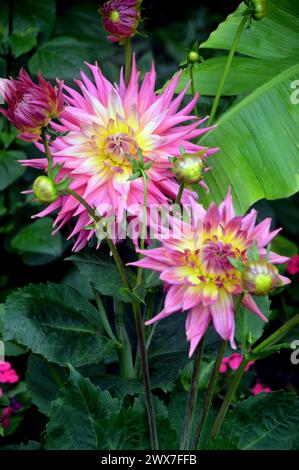 Coppia di Dahlia "Coral Jupiter" (semi-cactus gigante) Flowerhead coltivata presso RHS Garden Harlow Carr, Harrogate, Yorkshire, Inghilterra, Regno Unito. Foto Stock