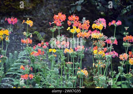 Ibridi misti Primula Candelabra Fiori coltivati nei confini a RHS Garden Harlow Carr, Harrogate, Yorkshire, Inghilterra, Regno Unito. Foto Stock