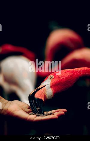 Primo piano di un fenicottero che mangia da una mano umana. Foto Stock