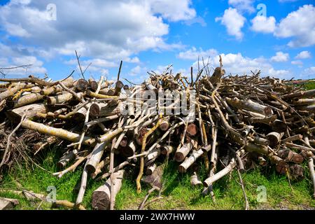 Mucchi di legno tagliato ai margini di una foresta. Rami impilati a terra in primo piano, pronti per essere bruciati nel camino in inverno. Foto Stock