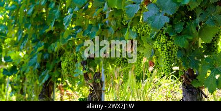 Vigneti di uve fresche sulle colline delle Langhe, nel paese di Barolo, Piemonte, Italia, in una limpida giornata di luglio. Filari verdi di viti con grappoli Foto Stock