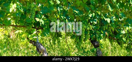 Vigneti di uve fresche sulle colline delle Langhe, nel paese di Barolo, Piemonte, Italia, in una limpida giornata di luglio. Filari verdi di viti con grappoli Foto Stock