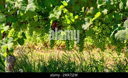 Vigneti di uve fresche sulle colline delle Langhe, nel paese di Barolo, Piemonte, Italia, in una limpida giornata di luglio. Filari verdi di viti con grappoli Foto Stock