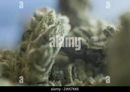 Berlino, Germania. 27 marzo 2024. La cannabis medicinale giace su un tavolo. Crediti: Sebastian Gollnow/dpa/Alamy Live News Foto Stock