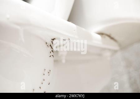 Una colonia di formiche nasconde le uova sotto il bagno. Il problema degli insetti in casa Foto Stock