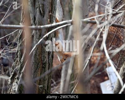 Non esclusivo: ODESA, UCRAINA - 27 MARZO 2024 - lo scoiattolo è visto nell'albero del giardino botanico di Odesa I.I. Mechnykov National University That Foto Stock