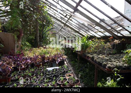 Non esclusiva: ODESA, UCRAINA - 27 MARZO 2024 - tetto della serra danneggiato da un attacco missilistico russo nel giardino botanico di Odesa I.I. Mech Foto Stock