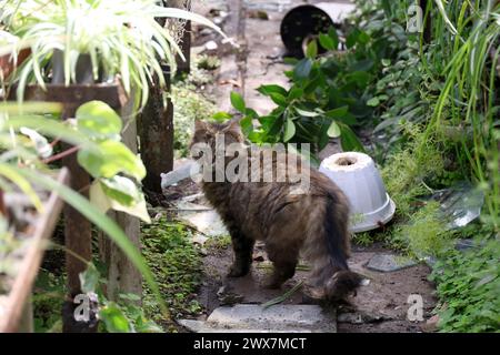 Non esclusiva: ODESA, UCRAINA - 27 MARZO 2024 - Gatto si erge accanto a vasi di piante che giacciono sul pavimento nella serra di un giardino botanico di Odesa Foto Stock