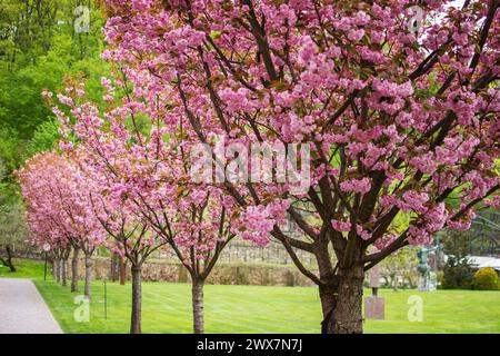 Vicolo in fiore dei ciliegi Sakura. Splendido parco panoramico con filari di alberi sakura in fiore in primavera. Fiori rosa di ciliegio Foto Stock