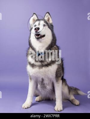 Un Husky siberiano bianco e nero su sfondo viola che gioca con le bolle. Foto Stock