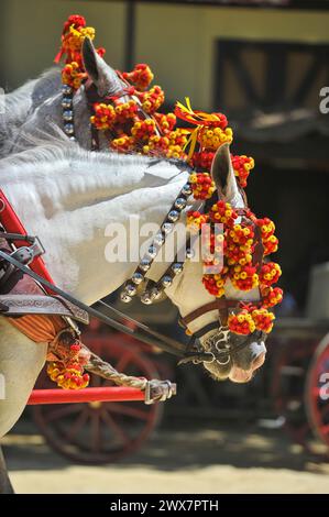 Ornamenti sulla testa dei cavalli carrozza alla fiera di Jerez de la Frontera Cadiz Foto Stock