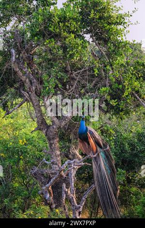 Pavone seduto su un albero nel Parco Nazionale di Yala, Sri Lanka. Foto Stock