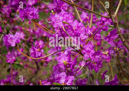 Non esclusivo: KIEV, UCRAINA - 28 MARZO 2024 - Un arbusto fiorisce in primavera, Kiev, capitale dell'Ucraina. Foto Stock