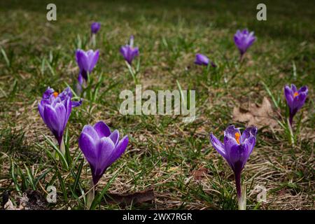 Non esclusivo: KIEV, UCRAINA - 28 MARZO 2024 - fioritura di cocchi viola, Kiev, capitale dell'Ucraina. Foto Stock