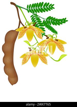 Tamarind con fiori e foglie su un ramo. Illustrazione Vettoriale