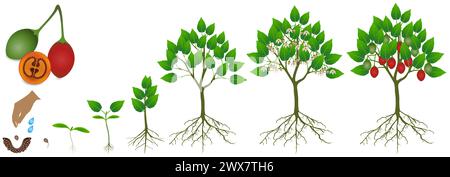 Ciclo di crescita della pianta tamarillo su sfondo bianco. Illustrazione Vettoriale