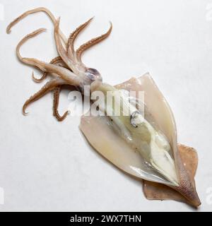 Prepararsi per una dissezione di calamari californiani nel Regno Unito Foto Stock