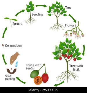 Un ciclo di crescita della pianta tamarillo su sfondo bianco. Illustrazione Vettoriale