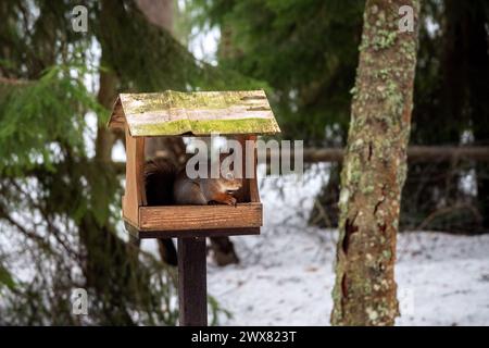 Uno scoiattolo rosso si trova in una casa di alimentazione fatta in casa nella foresta invernale. Foto Stock