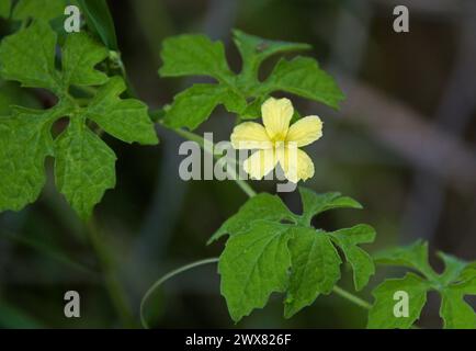 Melone amaro, pera balsamo, mela amara, buurd amaro, squash amaro, Momordica charantia, Cucurbitaceae. Costa Rica. Foto Stock