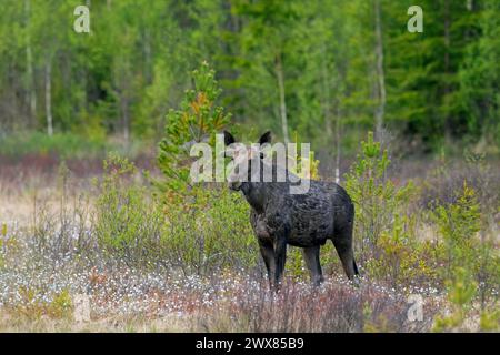 Alce/alci (Alces alces) giovane toro con corna ricoperto di velluto foraggio nella palude/palude in primavera, Svezia Foto Stock