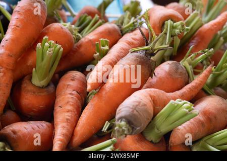 Radici di carote d'arancia fresche e biologiche sul mercato agricolo di Tenerife, Isole Canarie, Spagna, da vicino Foto Stock