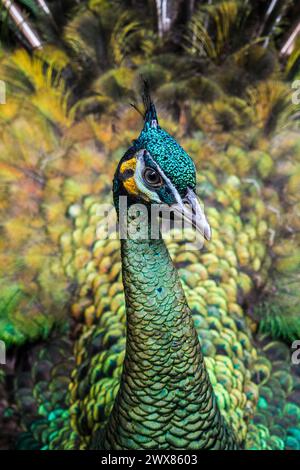 Faccia ravvicinata del pavone verde (Pavo muticus). Foto Stock