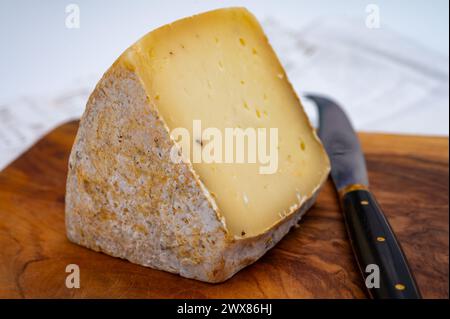 Pezzo di Ciambella Trufilo duro prodotto con tartufo estivo di latte vaccino piemontese nella zona di Langa, Italia Foto Stock