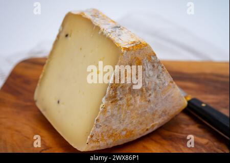 Pezzo di Ciambella Trufilo duro prodotto con tartufo estivo di latte vaccino piemontese nella zona di Langa, Italia Foto Stock