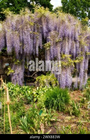 Parete di glicine viola che cresce su un albero in una soleggiata giornata primaverile ai giardini Hermannshof di Weinheim, Germania. Foto Stock