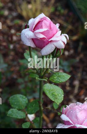 Rosa con gocce di rugiada Foto Stock