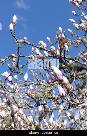 Magnolia soulangeana "Alexandrina". Foto Stock