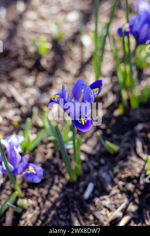 Affascinante Iris blu che sbocciano pacificamente nel giardino Foto Stock