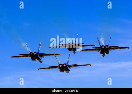 El Centro, CA, Stati Uniti. 1 marzo 2024. 1° marzo 2024 - El Centro, CA: I Blue Angels provano acrobazie di precisione prima del debutto stagionale, mostrando abilità e lavoro di squadra in manovre di alto livello. (Immagine di credito: © Ken Weisenberger/ASP) SOLO PER USO EDITORIALE! Non per USO commerciale! Foto Stock