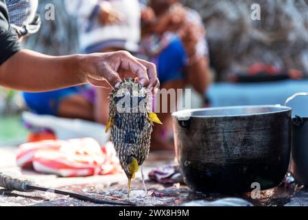 Primo piano della mano che tiene un pesce puffer prepararsi per l'eviscerazione Foto Stock