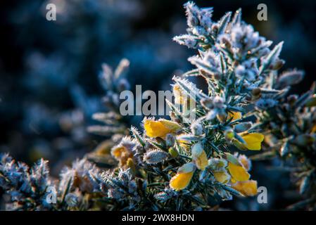 Ulex europaeus, fioritura di Gorse comuni in una mattinata d'inverno, Foto Stock