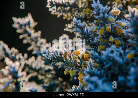 Ulex europaeus, fioritura di Gorse comuni in una mattinata d'inverno, Foto Stock