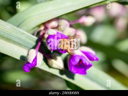 Un'ape di miele (Apis mellifera) che raccoglie nettare e impollina un fiore Foto Stock