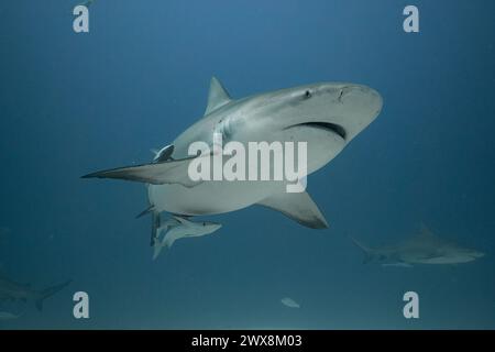 Bull Shark che nuota Foto Stock